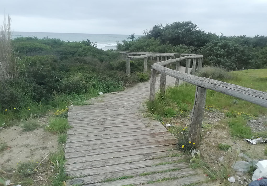 una passerella in legno tra la vegetazione